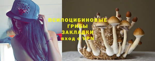 шишки Ельня